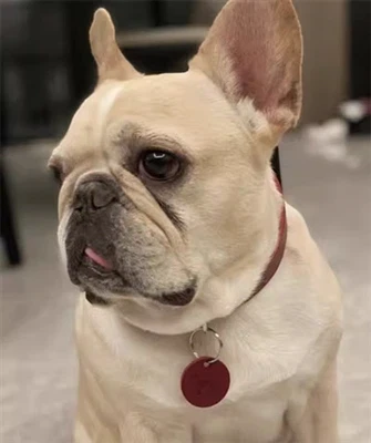 Dog Collars Make Your Dogs Civilized